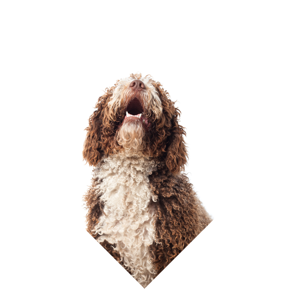 Dog Wash Appointment Booking Software