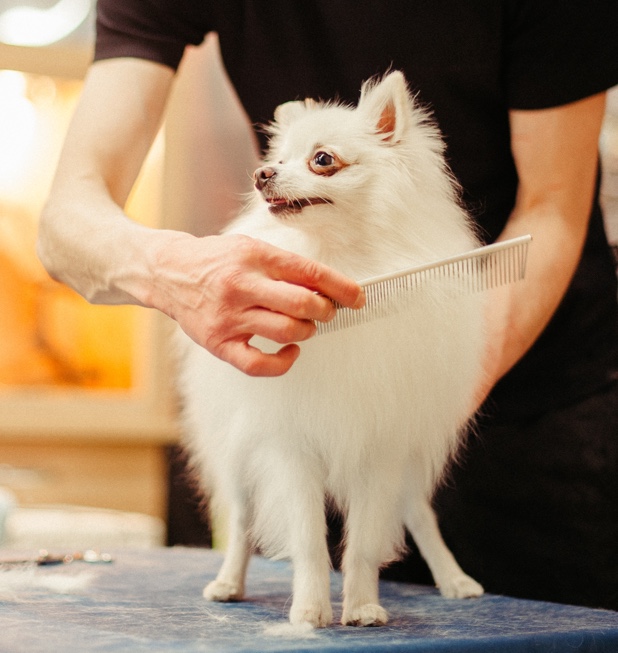 Dog Grooming Appointment Booking Software