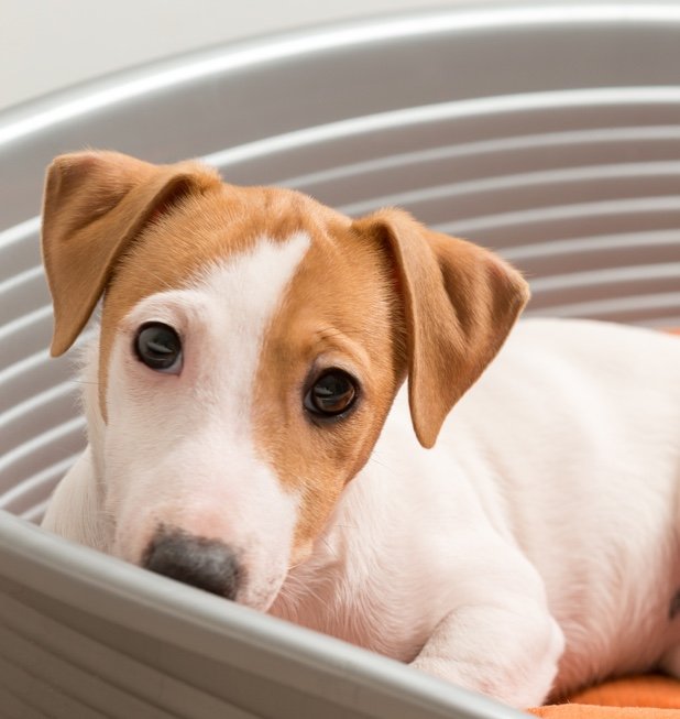 Online appointment software for a Veterinary Clinic