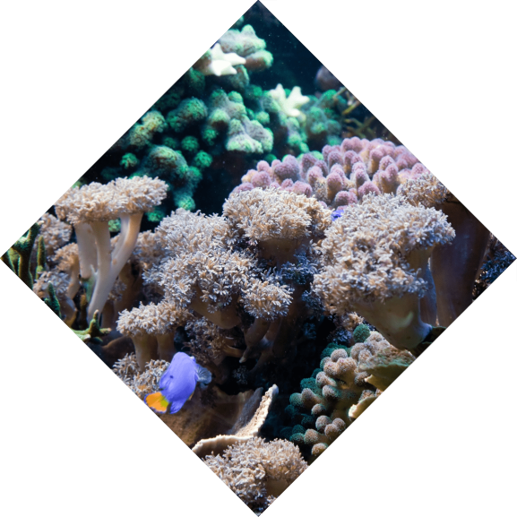 Online booking software for booking Diving Lessons